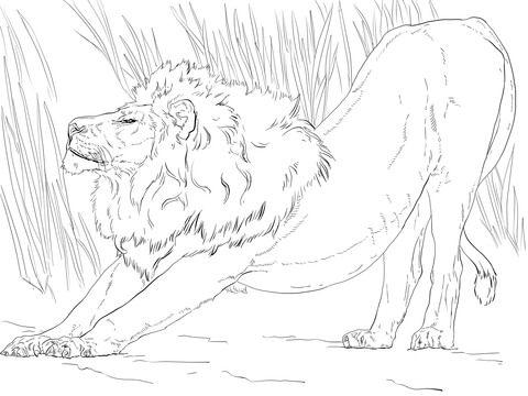 Stretching Lion Coloring Page